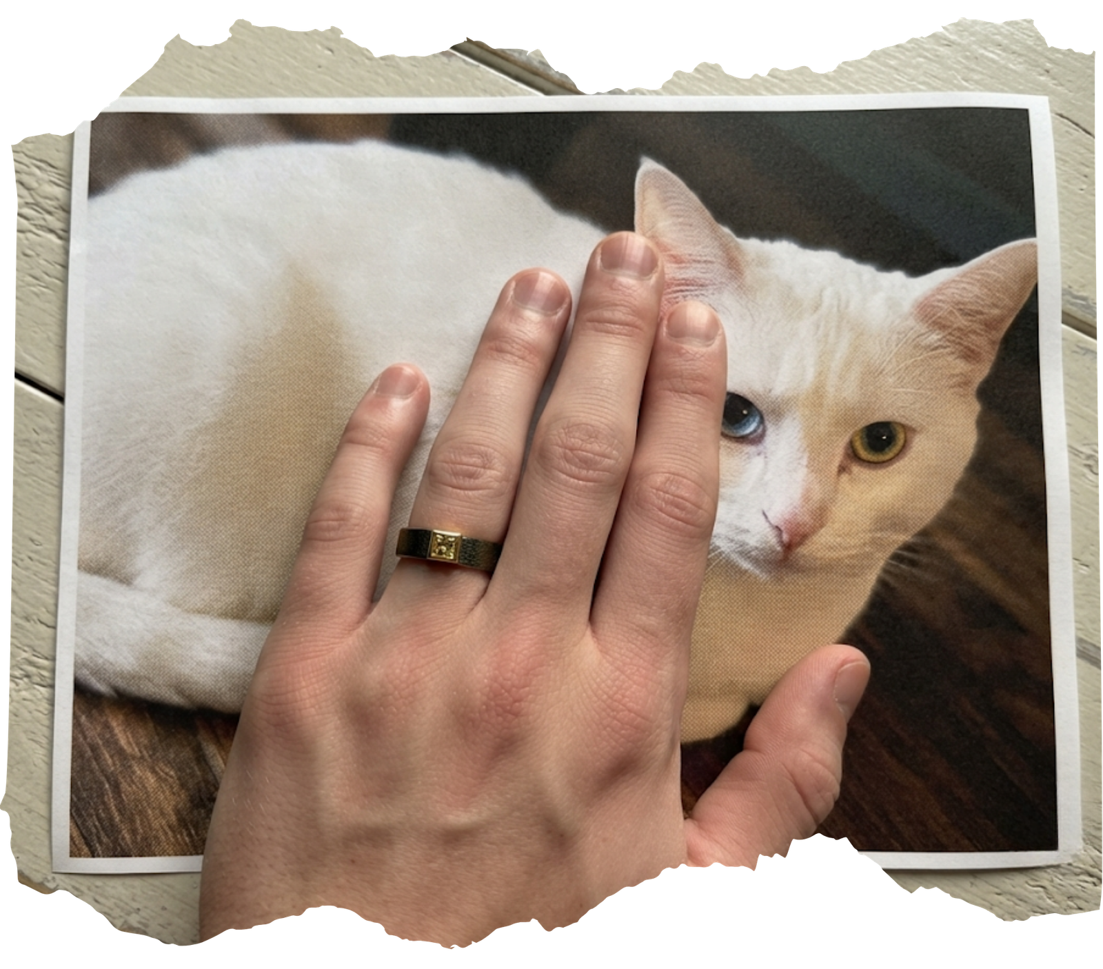 A hand wearing a yellow memorial diamond ring resting gently near a printed photo of a white cat, symbolizing a pet memorial legacy keepsake.